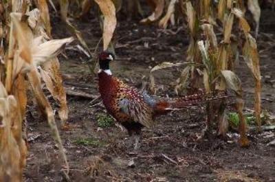 Male pheasant in a corn field