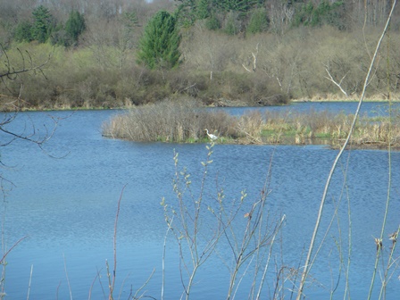 View into wetland with an egret