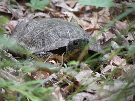 Close up photo of a Wood Turtle