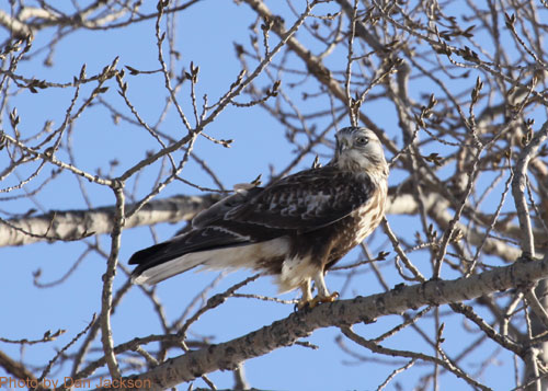 Rough-legged Hawk perched in a tree