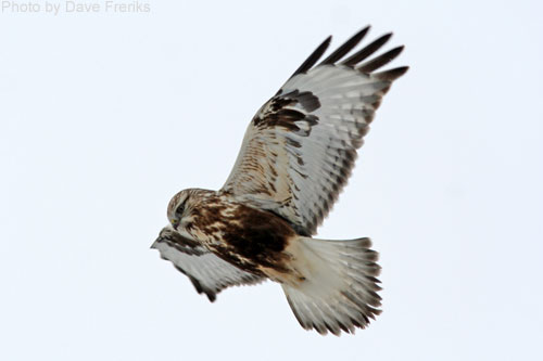 Rough-legged Hawk soaring displaying underwings