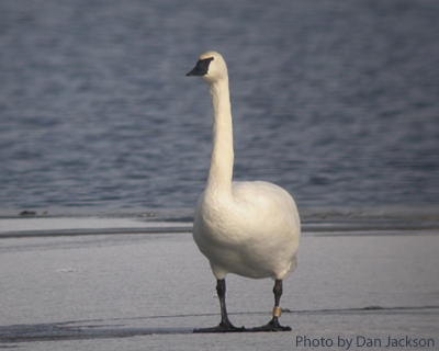 Trumpeter Swan (photo by Dan Jackson) Trumpeter Swan standing on Ice