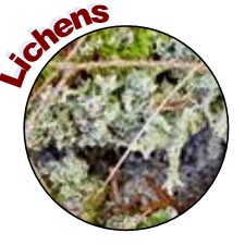 Lichens of the KVR