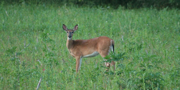 A does deer standing in a field