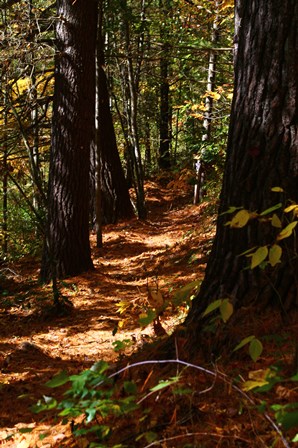 A shaded trail leading through tall white pines