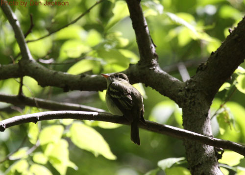 Acadian Flycatcher sitting in the canopy