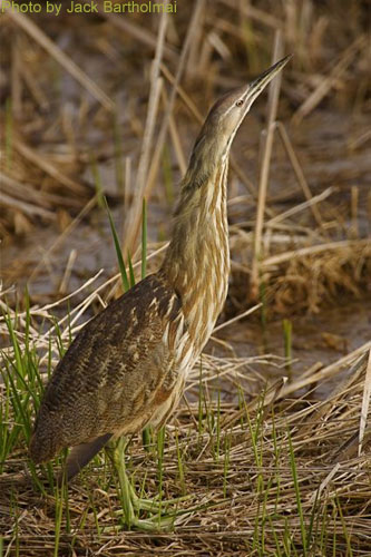 American Bittern posing with head tilted up