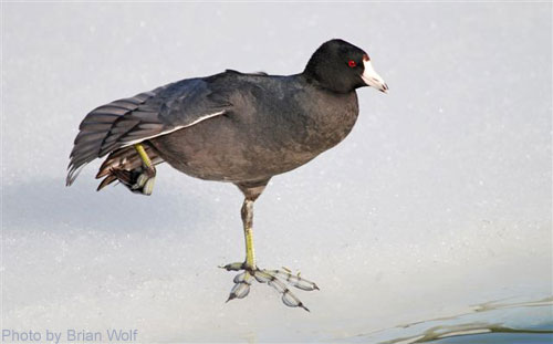 Amercian Coot standing on Ice; notice scallop toes