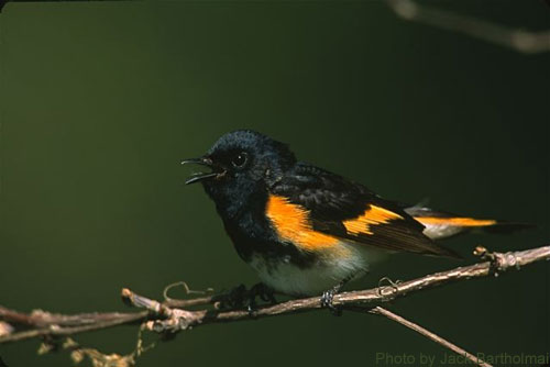 American Redstart male singining from a branch