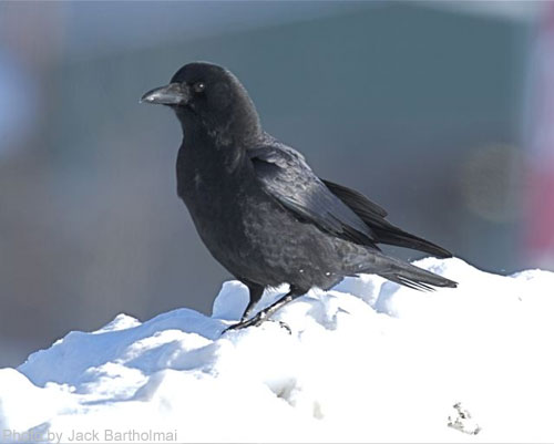 American Crow on a snow pile
