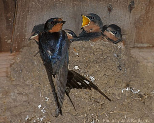 Adult Barn Swallow at nest with little ones