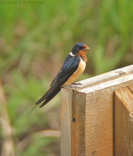 Barn Swallow poses for a picture