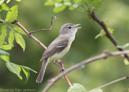 Bell's Vireo on a perch and singing