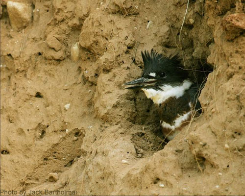 Female Kingfisher in nest cavity