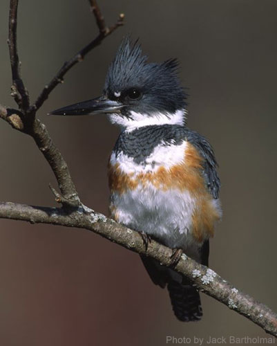 Female Belted Kingfisher on a branch