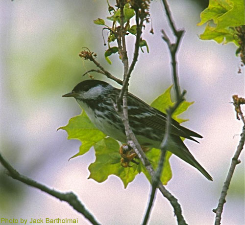 Blackpoll Warbler sitting on maple branches