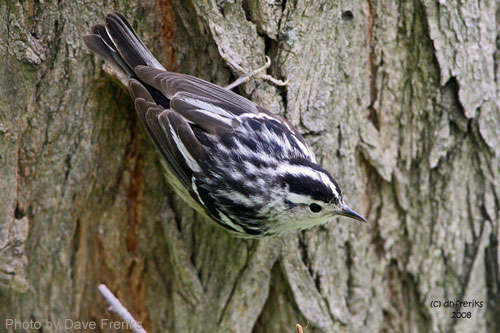 Black-and-White Warbler foraging on a tree trunk