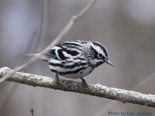 Black-and-White warbler positioned on tree branch