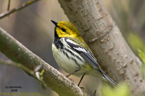 Close up of a black-throated green warbler