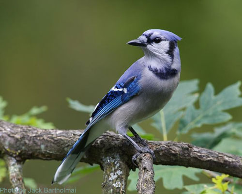 Blue Jay with Oak leaves in the background