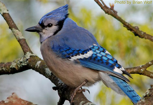 Close up photo of a Blue Jay