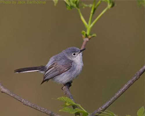Blue-gray Gnatcatcher sitting on a branch