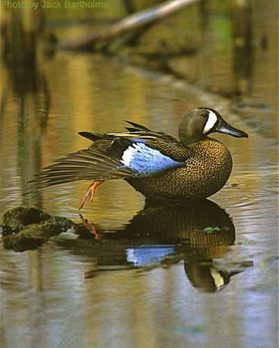Blue-winged teal showing colors on wing