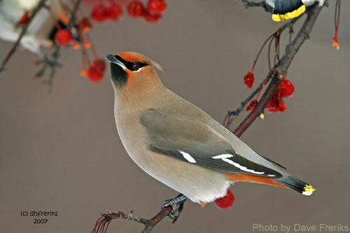 Bohemian Waxwing looking for a meal among the berries