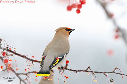 Bohemian Waxwing on branch dislaying tail feathers