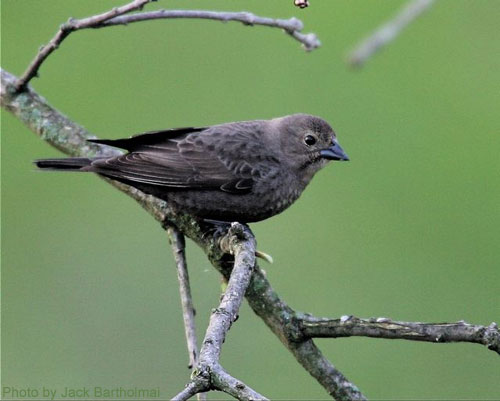 Female Cowbird looking for a nest