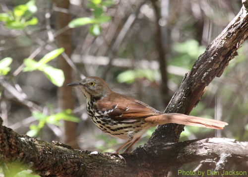 Brown Thrasher on a tree branch