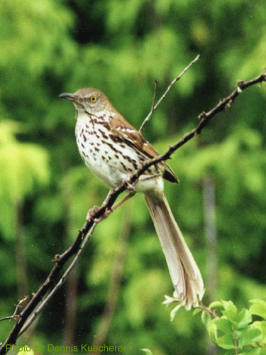 Brown Thrasher showing long tail