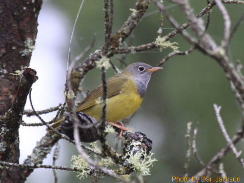Looking up at the Connecticut Warbler