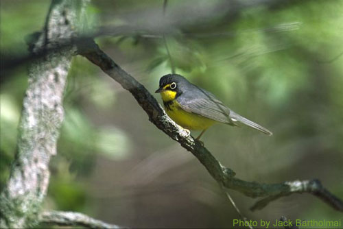 Canada Warbler lurking in the trees