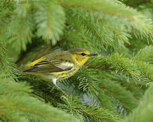 Female Cape May Warbler in the spruce tree