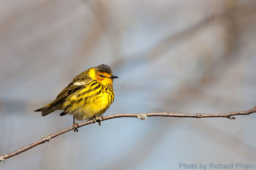 Cape May Warbler on a thin branch, looking dapper