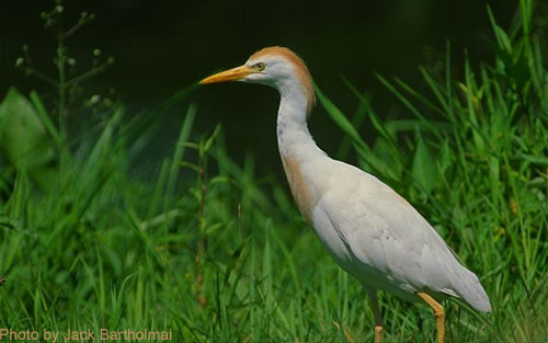Cattle Egret standing in grass