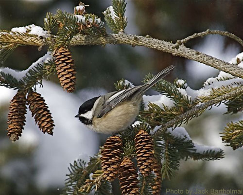 Black-capped Chickadee in a spruce tree