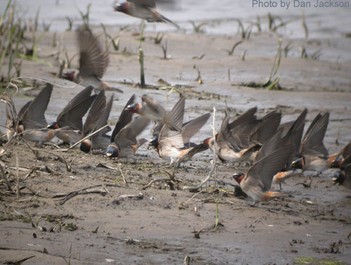 Group of Cliff Swallows on a mud flat