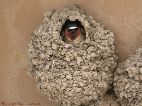 Cliff Swallow peeking out from nest