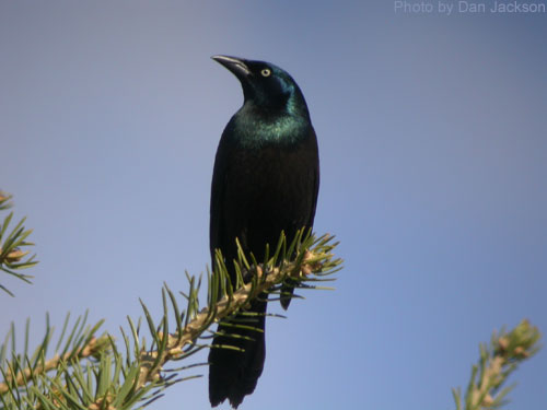 Common Grackle high atop the spruce tree
