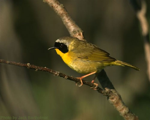 Common Yellowthroat perched on a branch