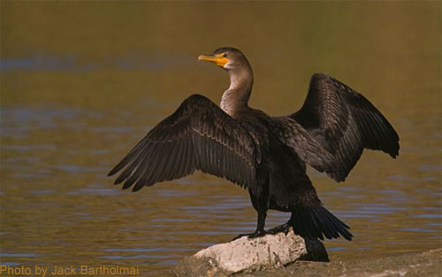 Double-crested Cormorant speading wings, standing on a log over water