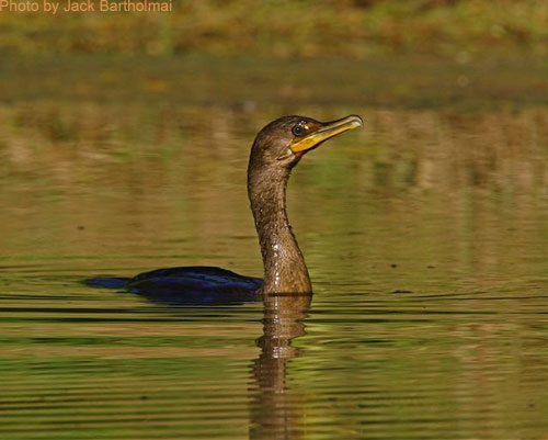 Double-crested Cormorant swiming, body mostly submerged head standing tall.