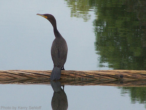 Double-crested Cormorant on log in water