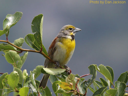 Dickcissel on top of a shrub