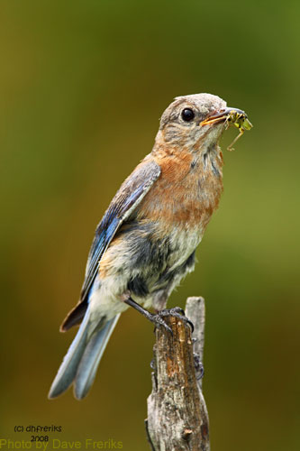 Female Bluebird noted by more drap colors with insect in mouth