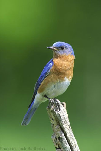 Male Bluebird, noted by Orange breast, on perch