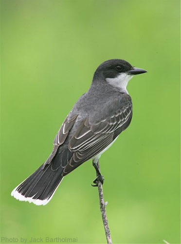 Eastern Kingbird on perch, looking back over its shoulder