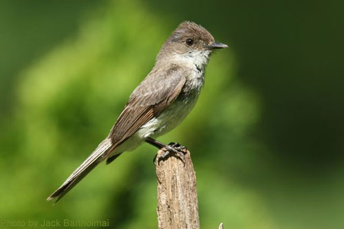 Profile of an eastern Phoebe